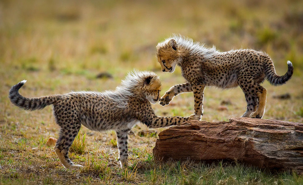 cuccioli-leopardo- giocano-serenghet---viaggio-fotografico-tanzania.jpg