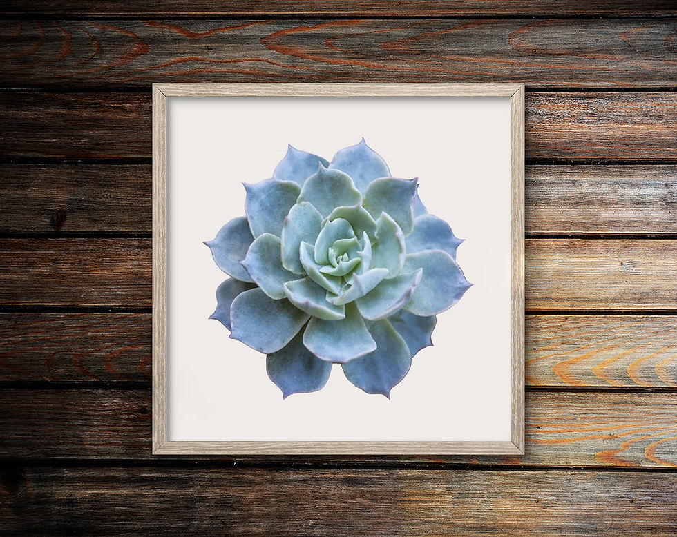 Echeveria Frame