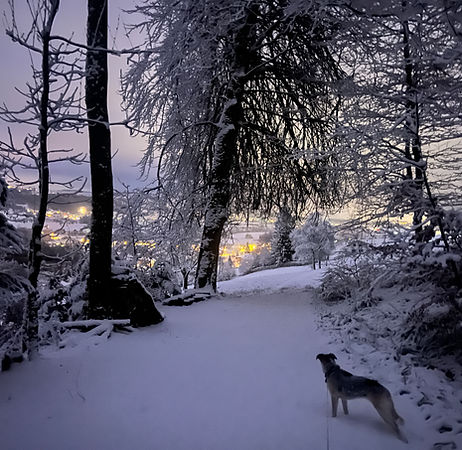 Hündin Ella im magischen Wintermärchen-Wald