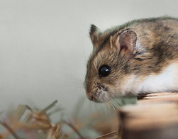 Pet Hamster