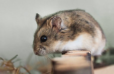 Pet Hamster