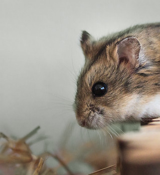 Pet Hamster