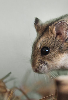 Pet Hamster