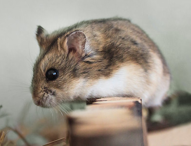 Pet Hamster
