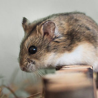Pet Hamster