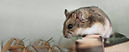 Hamster pour animaux de compagnie