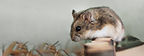 Pet Hamster