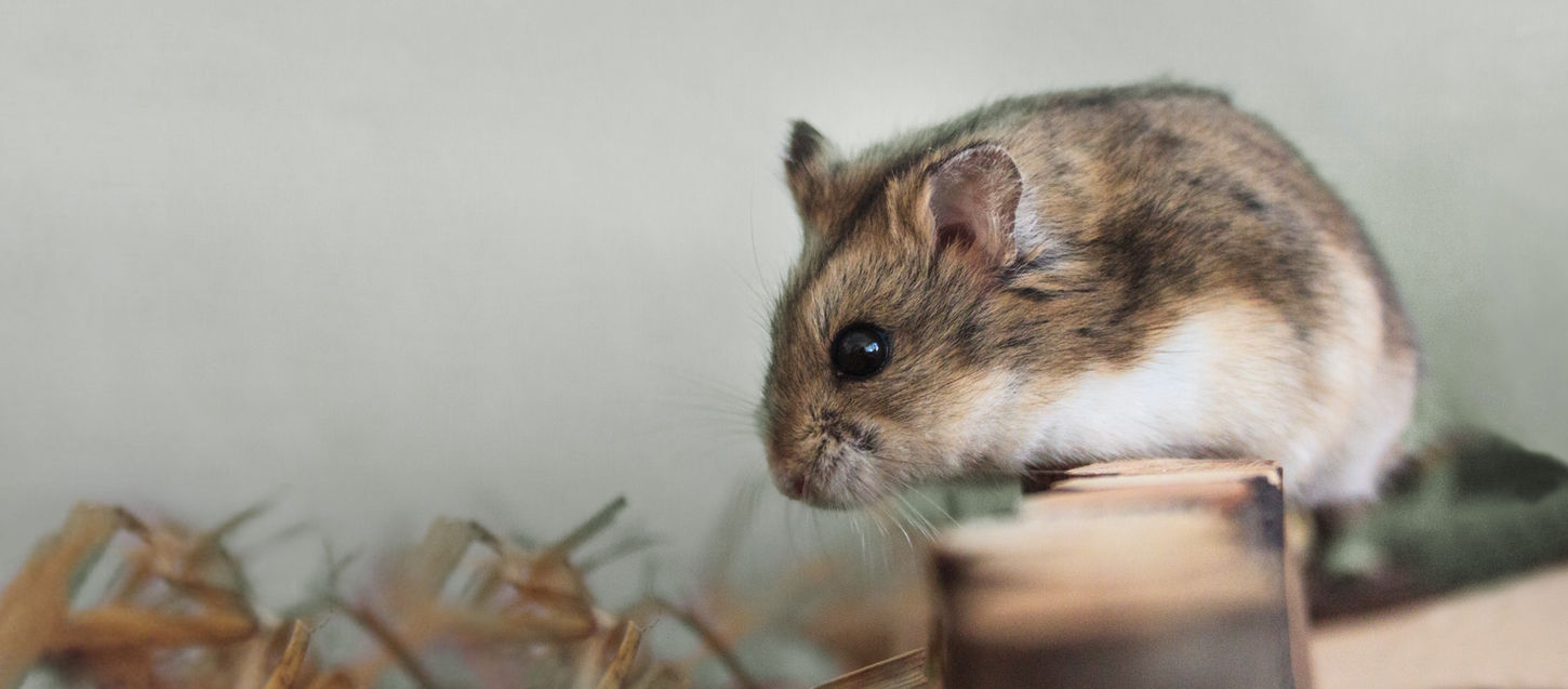 Pet Hamster