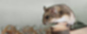 Pet Hamster