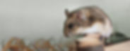 Hamster Boarding - Angelcare Pet Vet