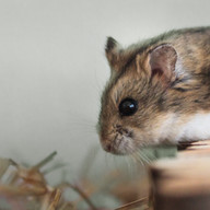 Pet Hamster