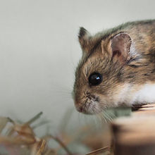 Pet Hamster