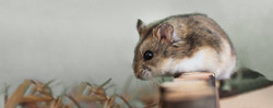 Hamster pour animaux de compagnie
