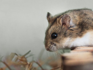 Pet Hamster