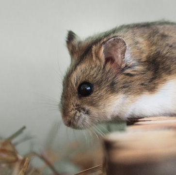 Pet Hamster