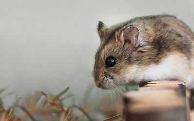 Pet Hamster