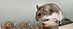 2019-07-30 Version 5.17