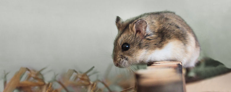 Mascota de hámster
