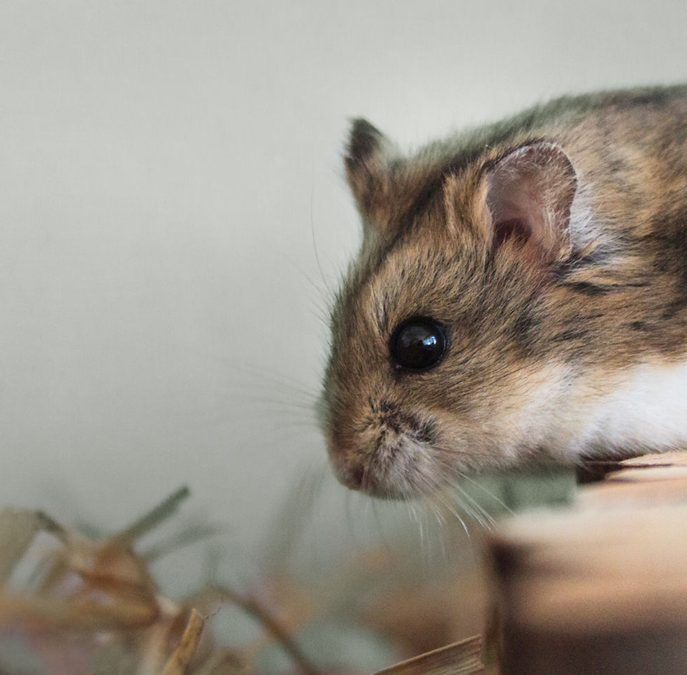 Pet Hamster