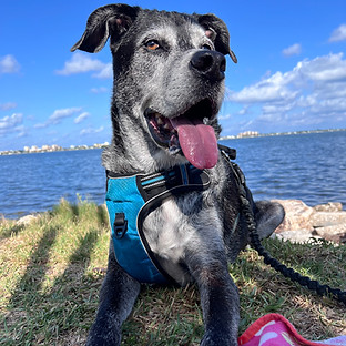 Maddox, Misty Mae's 8-year-old rescue dog, enjoying time by the water, symbolizing work-life balance and joy outside of entrepreneurship.