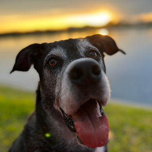 Maddox, Misty Mae's rescue dog, enjoying a sunset by the water, symbolizing peace and balance in entrepreneurship.