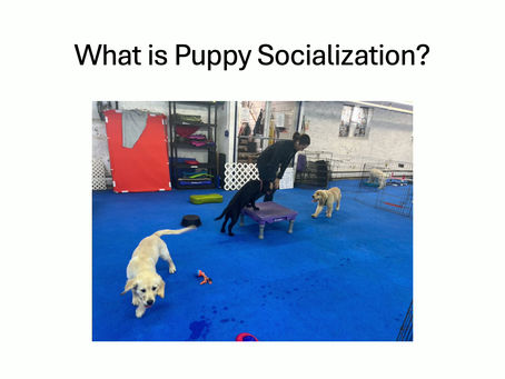 Judy on Puppy Socialization: A Guide for Dog Owners