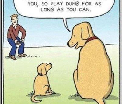 More tips for turning your perfect young puppy into a super canine!