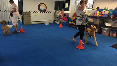 Level 2 - Graduate Puppy