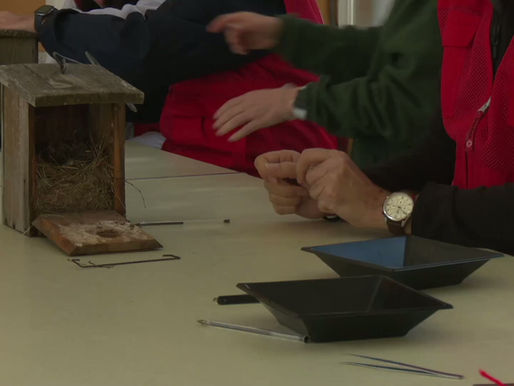 El Centro de Naturaleza Dehesa Boyal organiza una jornada ornitológica familiar