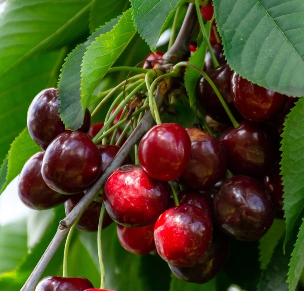 CERISIER MARMOTTE (bigarreau)