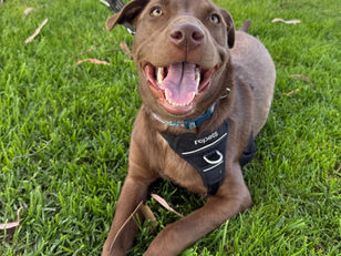 Hershey | Labrador Retriever Mix | Cerritos, Ca. | In-Training