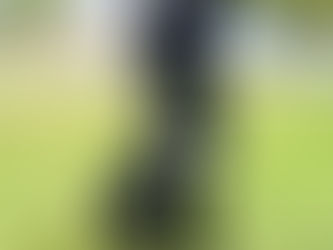 Ozzie | Labrador Mix | Seal Beach, Ca | In-Training