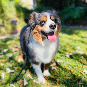 Domino | Miniature Aussie | Glendale, Ca | In-Training