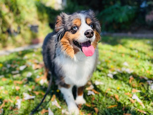 Domino | Miniature Aussie | Glendale, Ca | In-Training