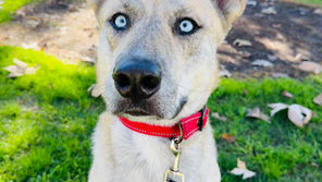 Husky Mix Dog Training | Bailey | Alhambra, CA