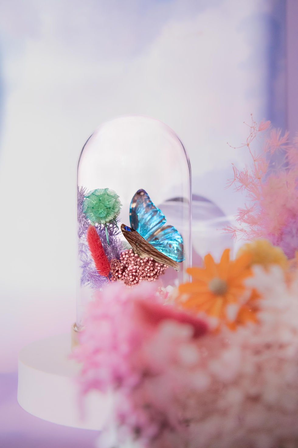 Thumbnail: Pastel Morpho Wonderland