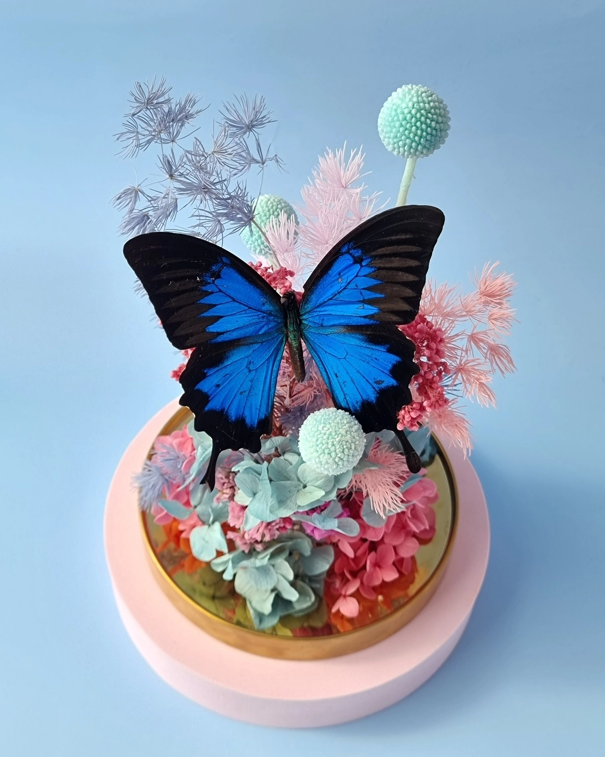 Lord Ulysses Pink & Blue Large Dome