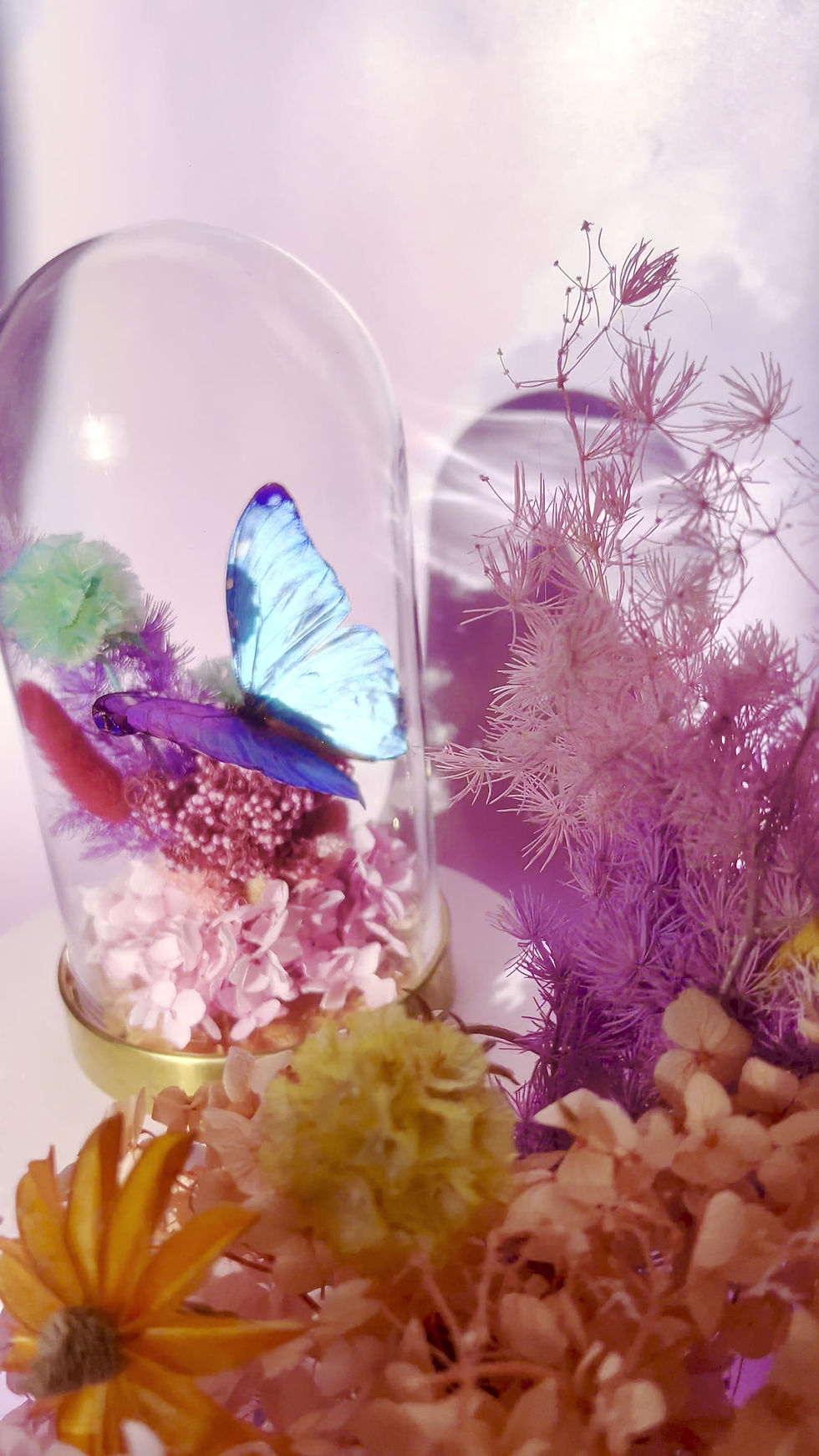 Thumbnail: Pastel Morpho Wonderland