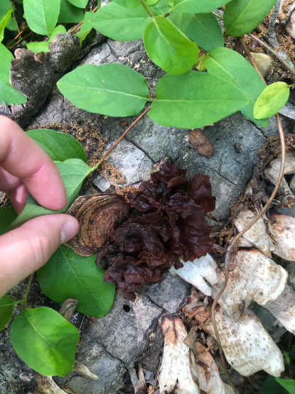 #4 - Four Famous Jelly Fungi in One Day! (6.5.25)
