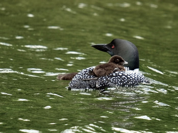 Quels sont les significations des différents chants du huard