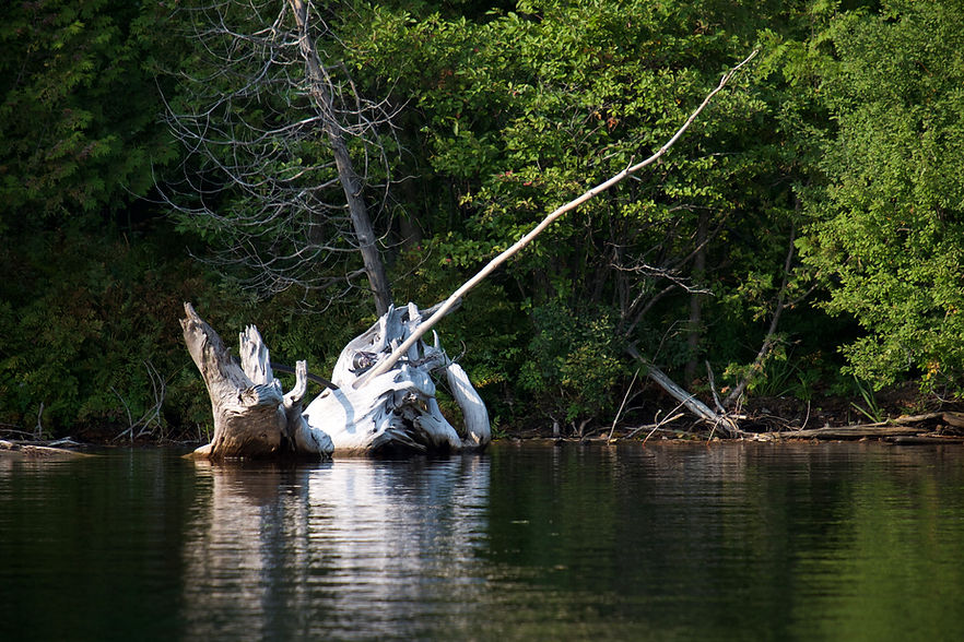 L'écosystème fragile du lac Bowker - protection des rives, de la qualité de l'eau, des impacts du nautisme, de la pêche, de l'utilisation de pesticides, etc