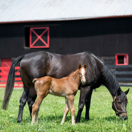 Mare and foal grazing at Hermitage Farm near Louisville, Kentucky — a glimpse into Kentucky’s thoroughbred heritage and the luxury side of Louisville horse-farm tours.