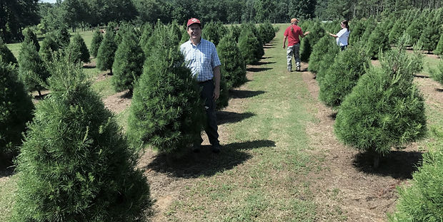 Frampton in the pines (1).jpg