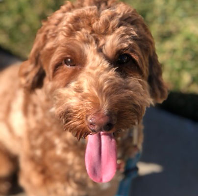 puppy potty training
