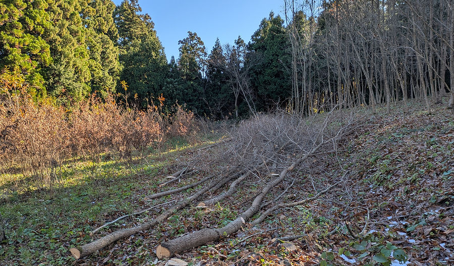 クヌギ伐採