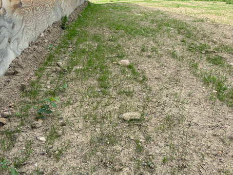 He Can Grow Grass