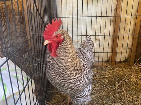 Isaac is Not A Shepherd