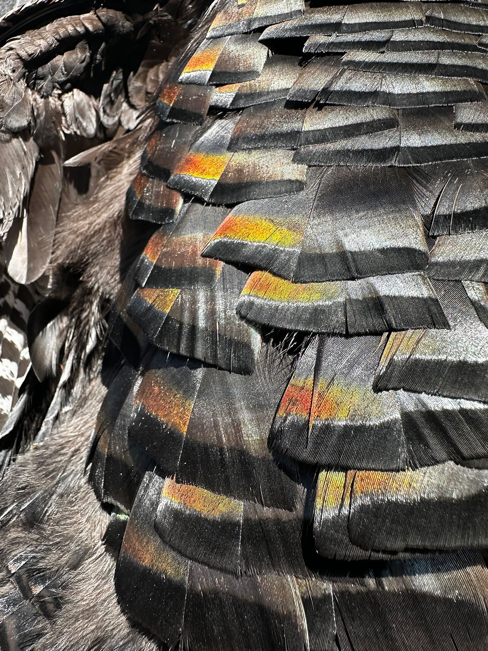 Close-up of dark turkey feathers with warm orange highlights, landscape orientation