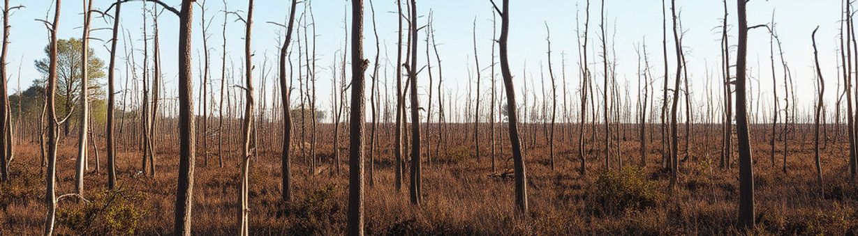 scenic marsh dead trees_edited.jpg