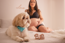 cachorro sapatinho cama